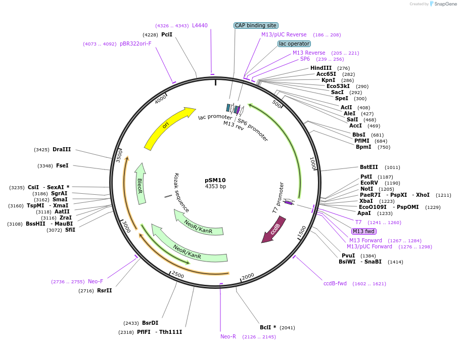 139034-plasmid-map-sequence-id-275295