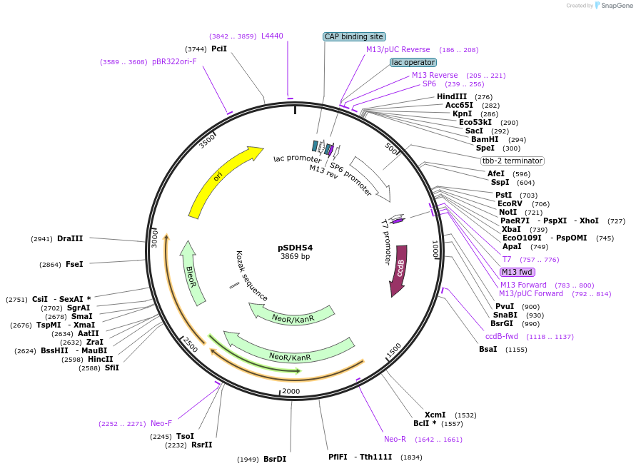 139052-plasmid-map-sequence-id-275296