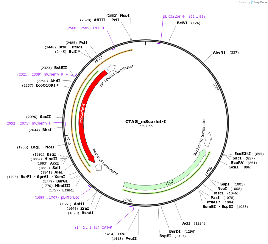 136118-plasmid-map-sequence-id-275303