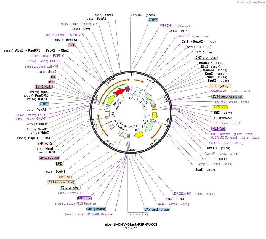 138715-plasmid-map-sequence-id-275313