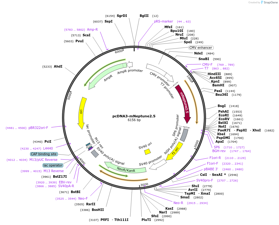 51310-plasmid-map-sequence-id-275330