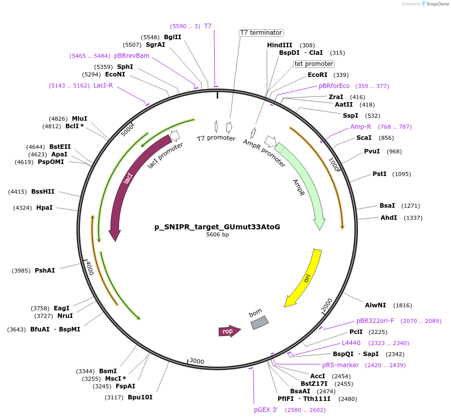139468-plasmid-map-sequence-id-275332