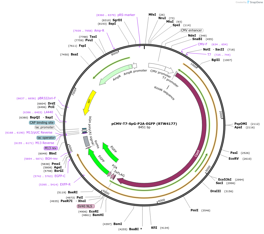139988-plasmid-map-sequence-id-275338
