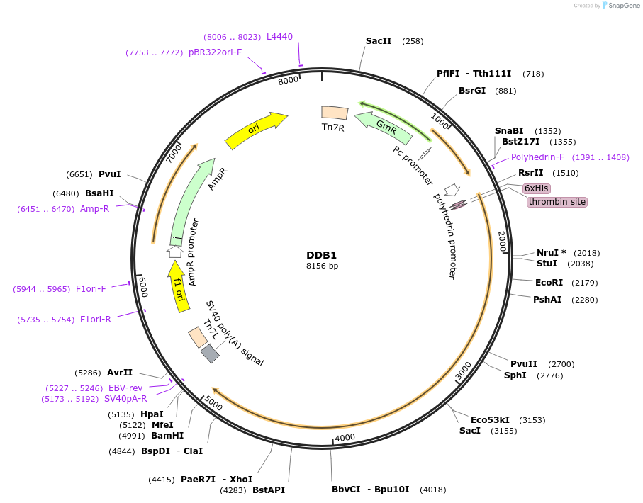 25246-plasmid-map-sequence-id-275348