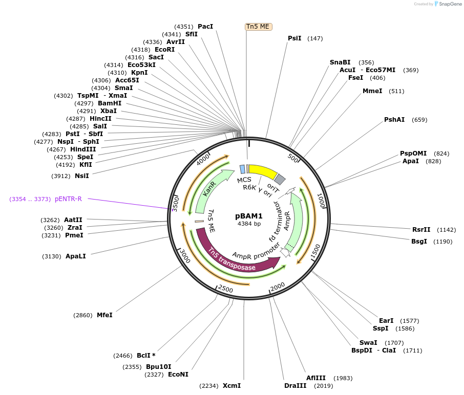 60487-plasmid-map-sequence-id-275372
