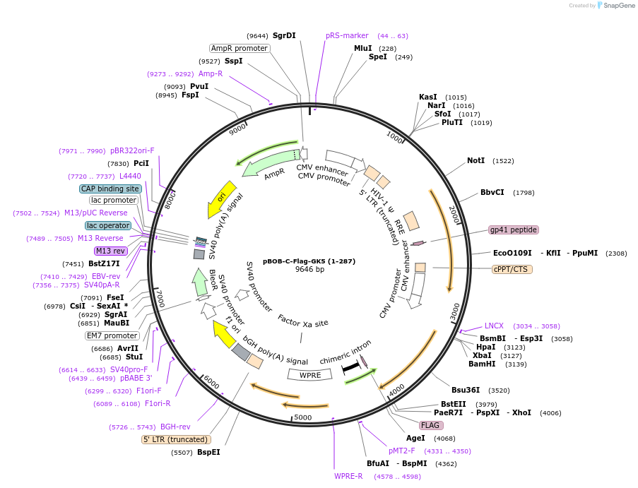 134262-plasmid-map-sequence-id-275382