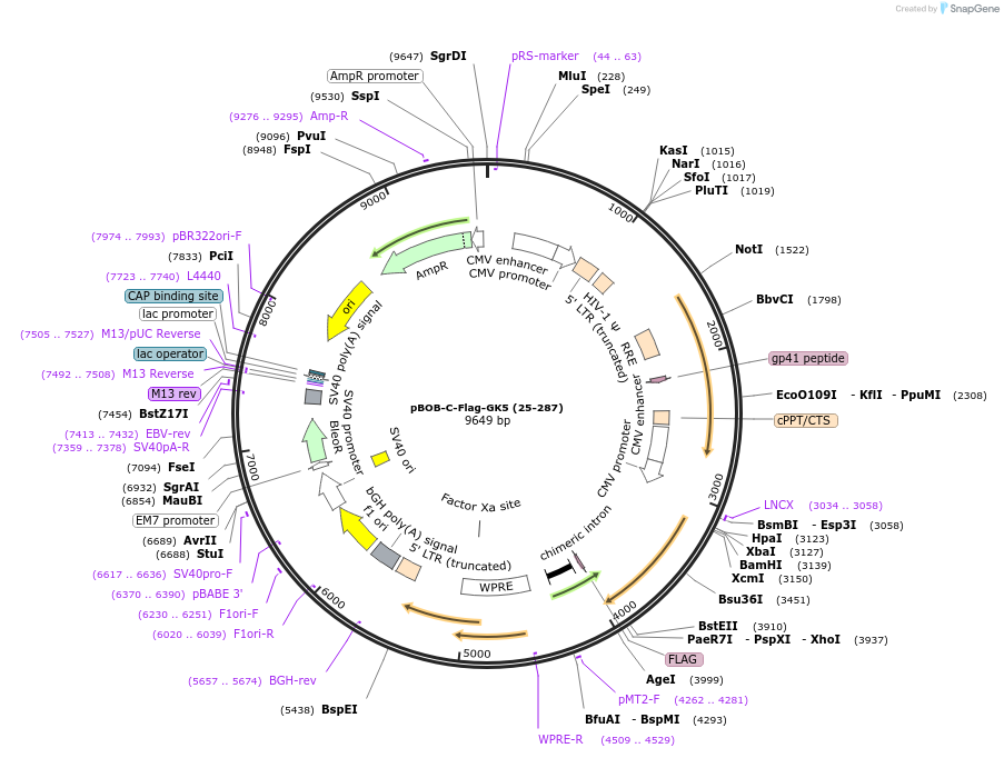 134263-plasmid-map-sequence-id-275384