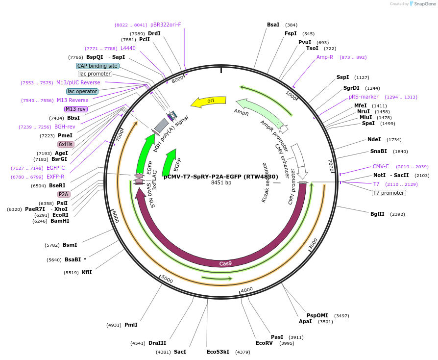 139989-plasmid-map-sequence-id-275392