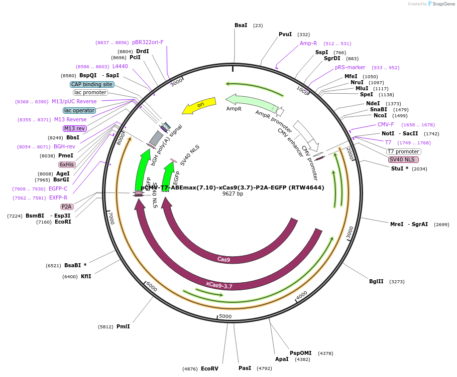 140004-plasmid-map-sequence-id-275398