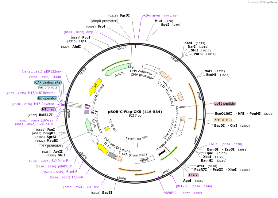 134267-plasmid-map-sequence-id-275404