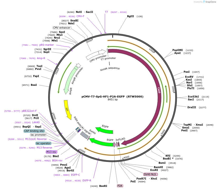 139996-plasmid-map-sequence-id-275405