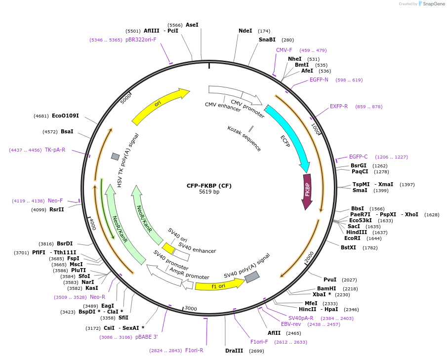 20160-plasmid-map-sequence-id-275406