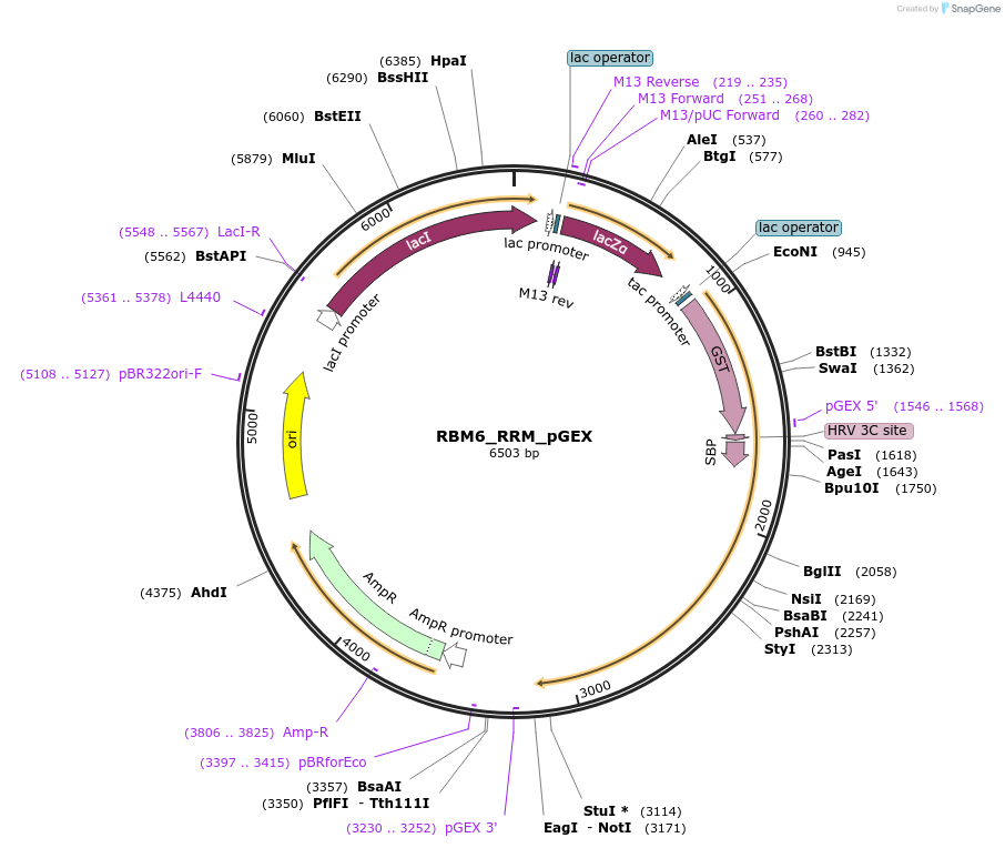 135157-plasmid-map-sequence-id-275414