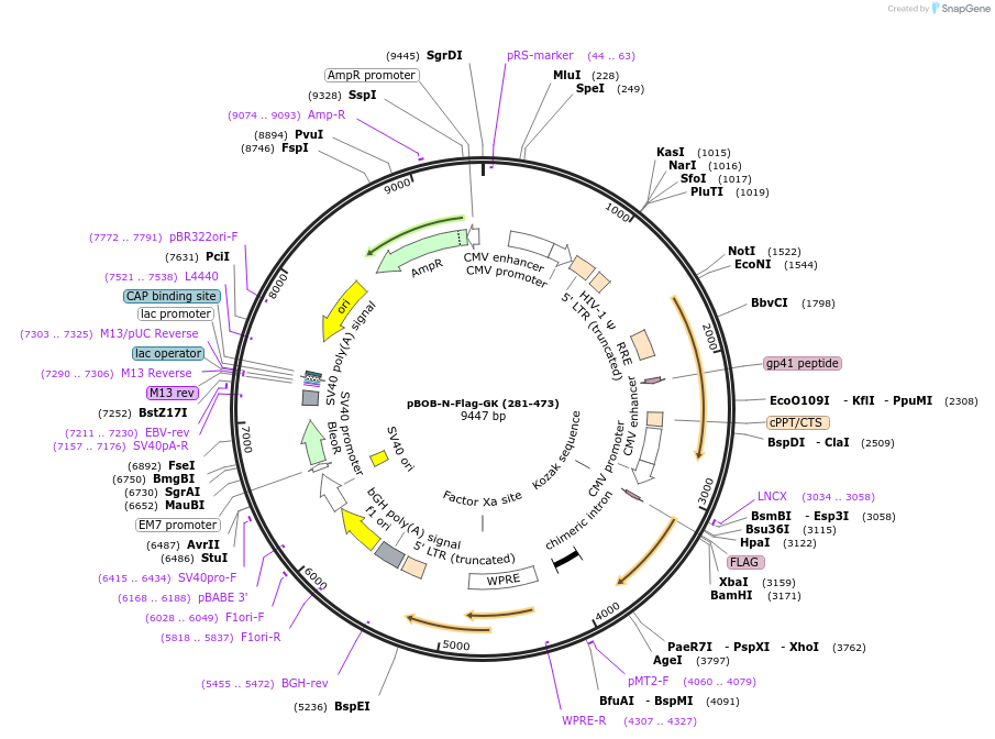 134273-plasmid-map-sequence-id-275417