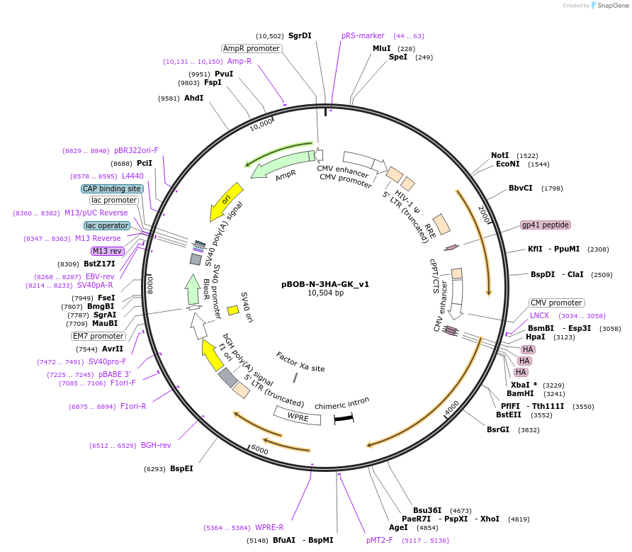 134275-plasmid-map-sequence-id-275419