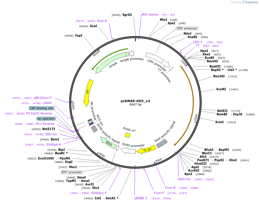 134280-plasmid-map-sequence-id-275422