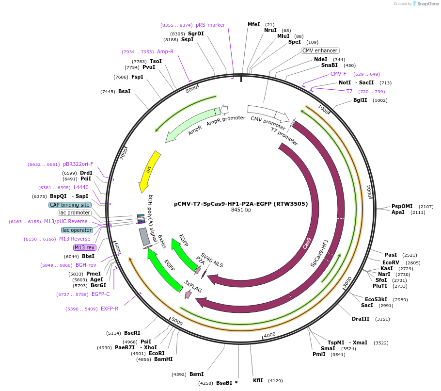 139995-plasmid-map-sequence-id-275425
