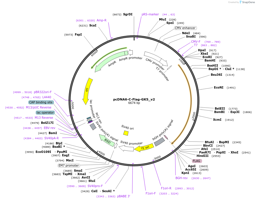 134282-plasmid-map-sequence-id-275427
