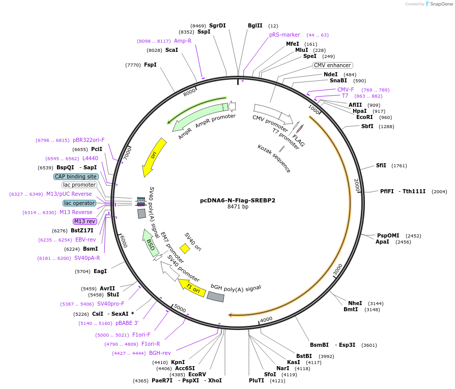 134284-plasmid-map-sequence-id-275429
