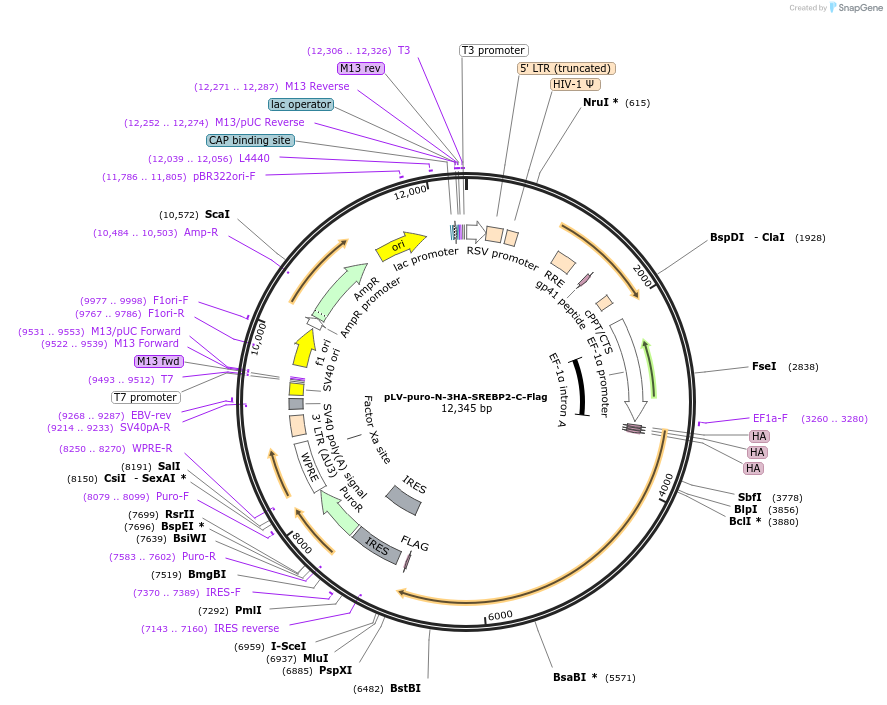 134287-plasmid-map-sequence-id-275431