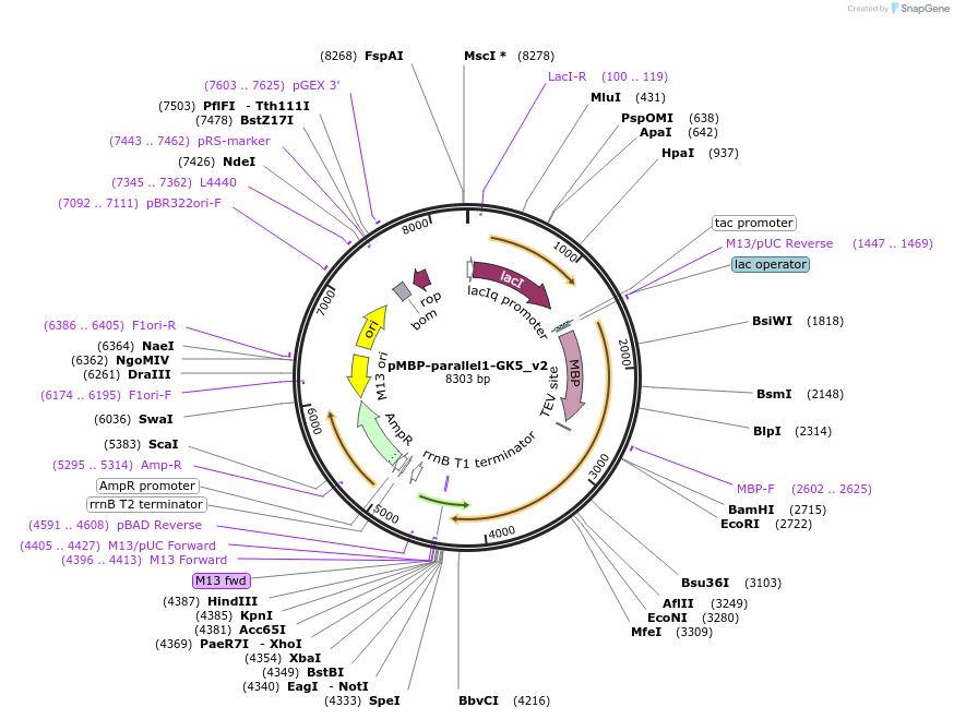 134288-plasmid-map-sequence-id-275433