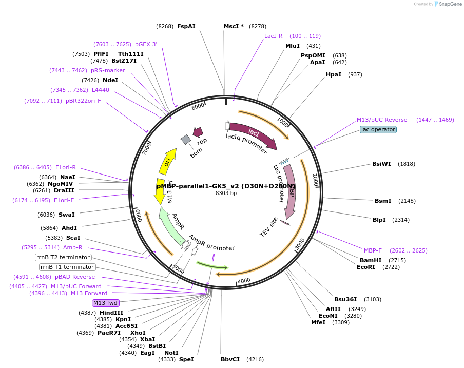 134292-plasmid-map-sequence-id-275439
