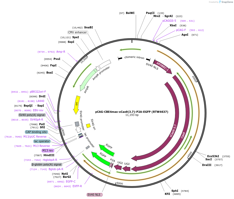 140000-plasmid-map-sequence-id-275479
