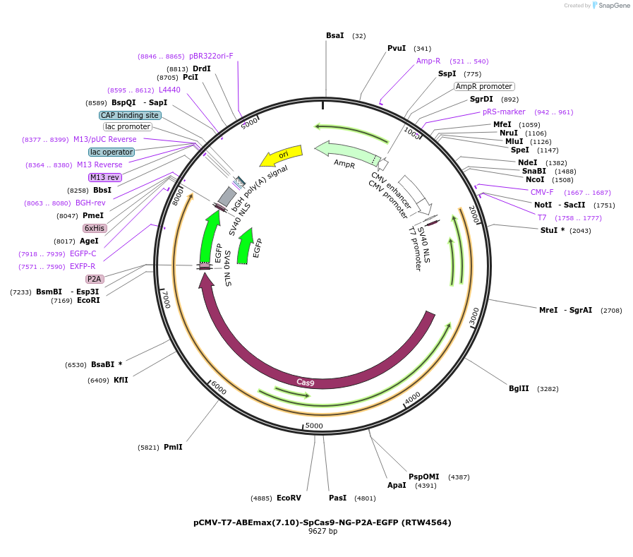 140005-plasmid-map-sequence-id-275488