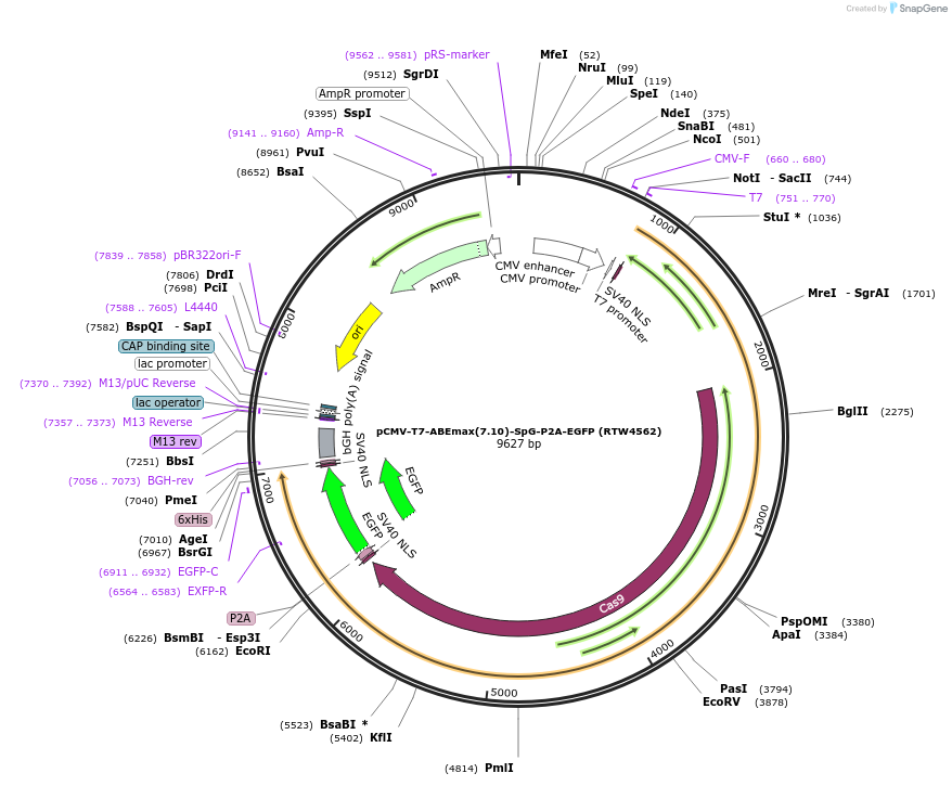 140002-plasmid-map-sequence-id-275516