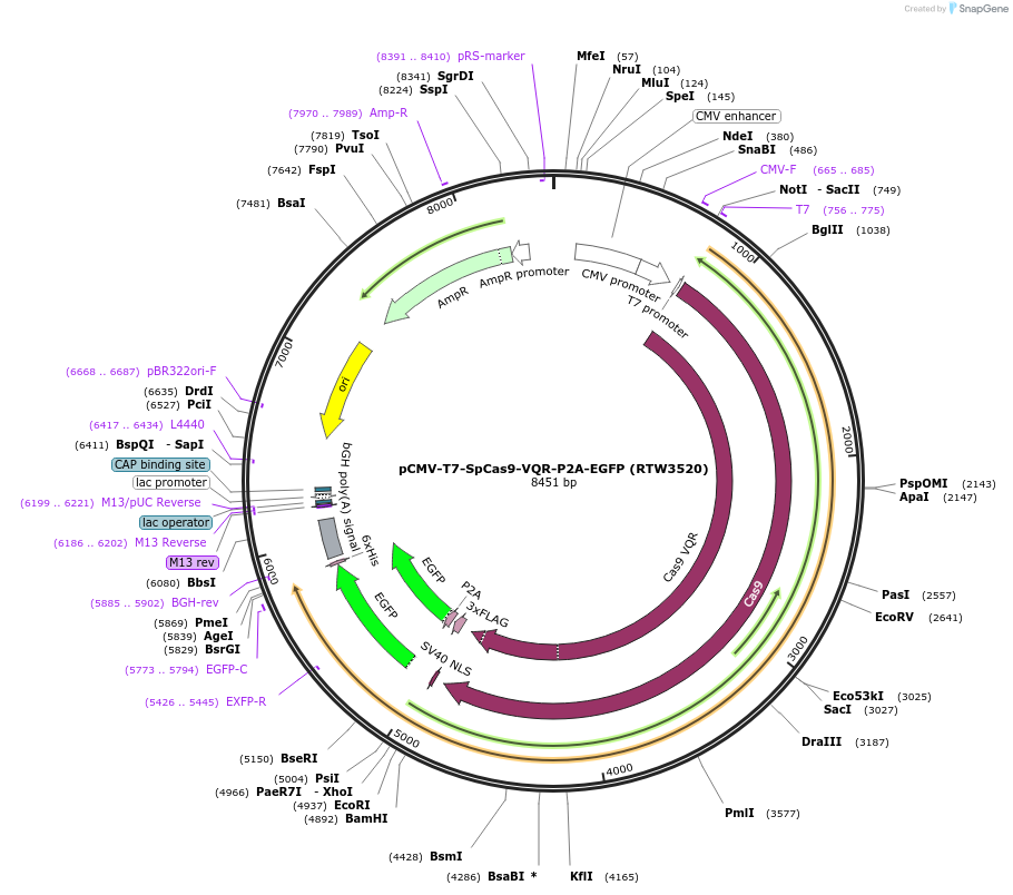139990-plasmid-map-sequence-id-275521