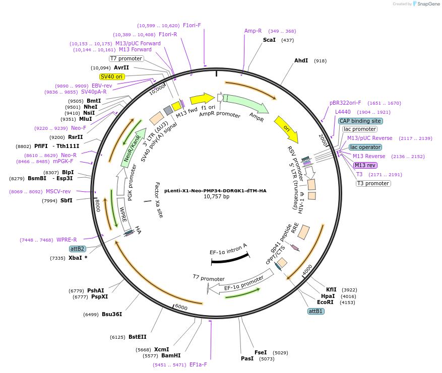 139862-plasmid-map-sequence-id-275522