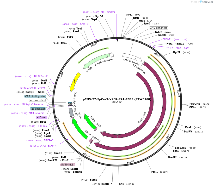 139991-plasmid-map-sequence-id-275523