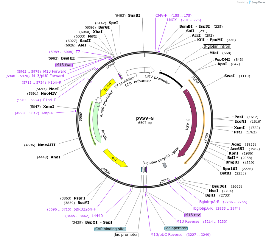 138479-plasmid-map-sequence-id-275569