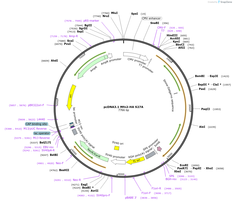 139193-plasmid-map-sequence-id-275577