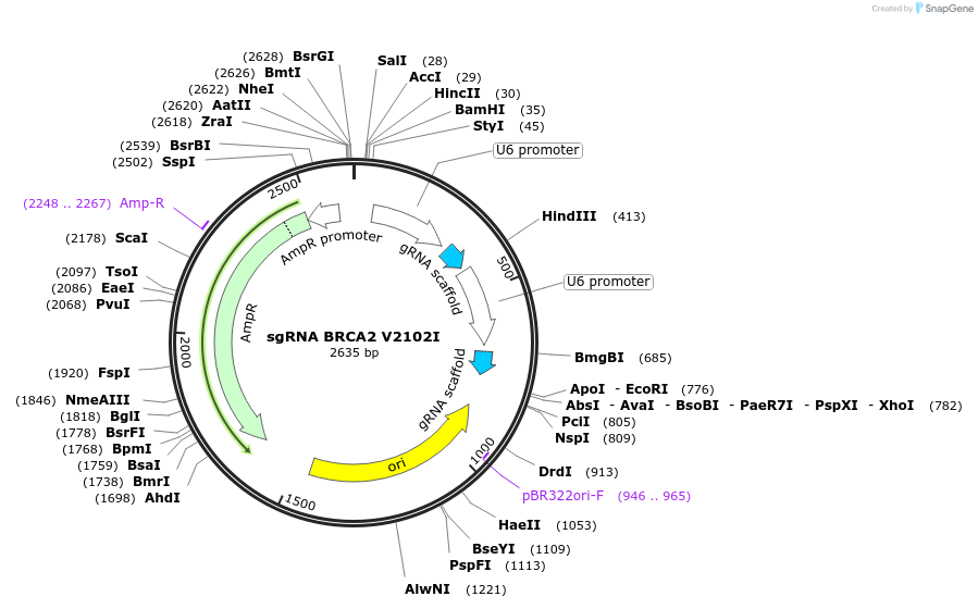 139322-plasmid-map-sequence-id-275583