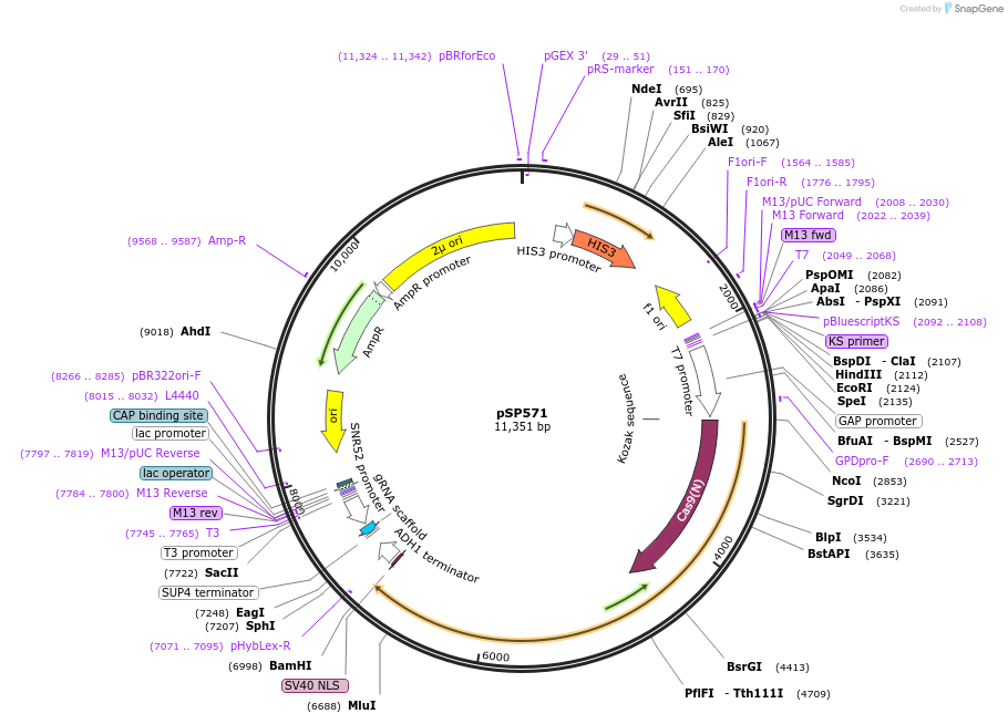 139498-plasmid-map-sequence-id-275585