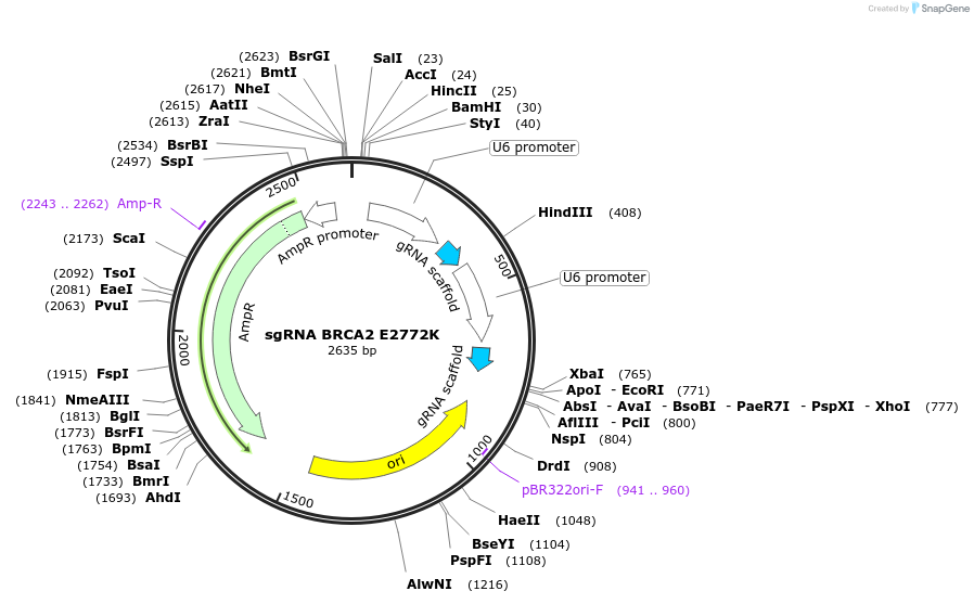 139323-plasmid-map-sequence-id-275587