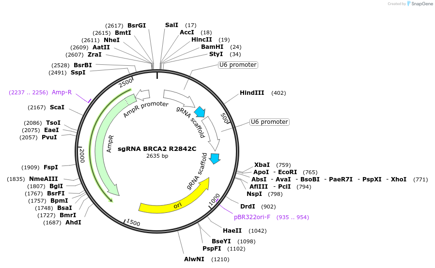 139324-plasmid-map-sequence-id-275588