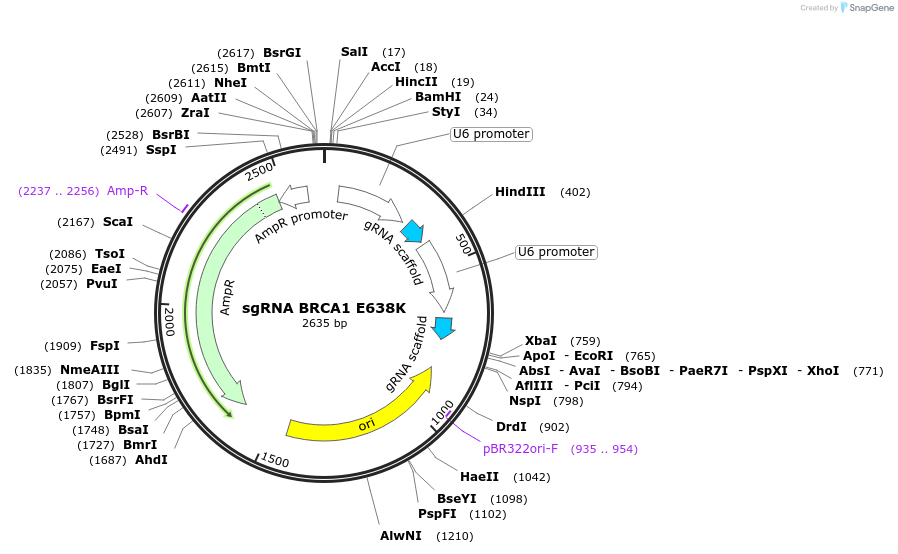 139327-plasmid-map-sequence-id-275596