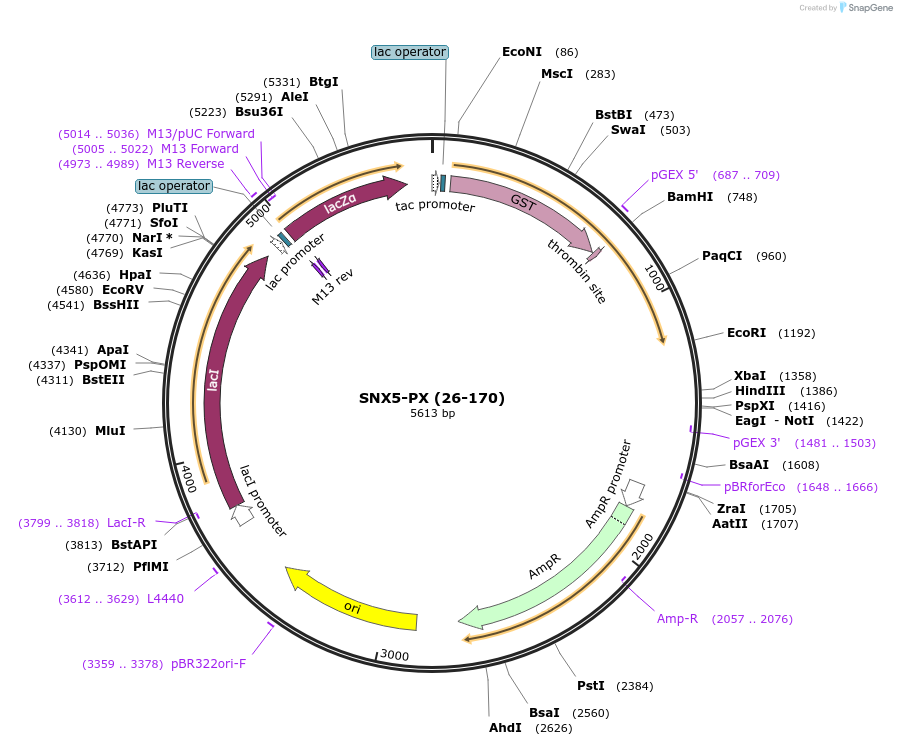 119086-plasmid-map-sequence-id-275614