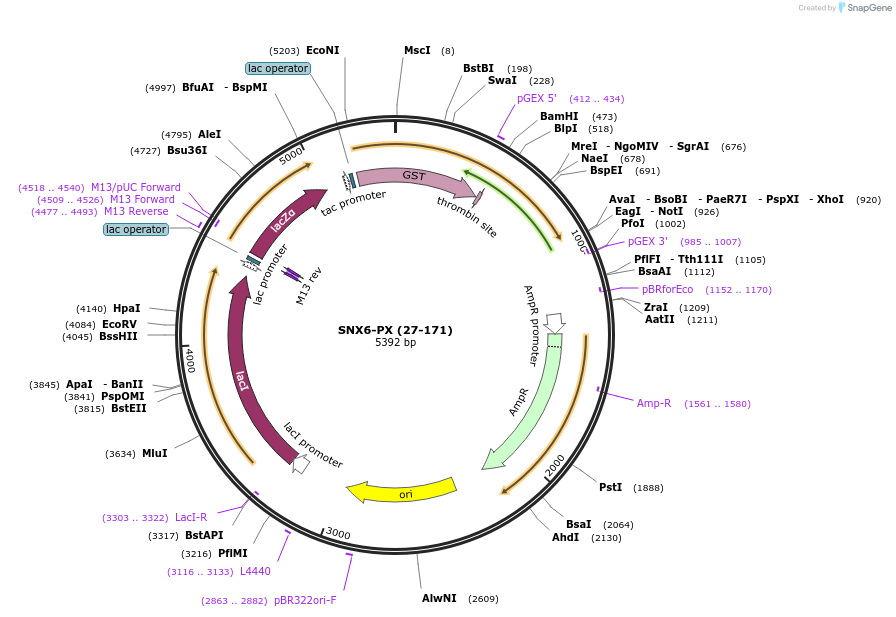 119087-plasmid-map-sequence-id-275615