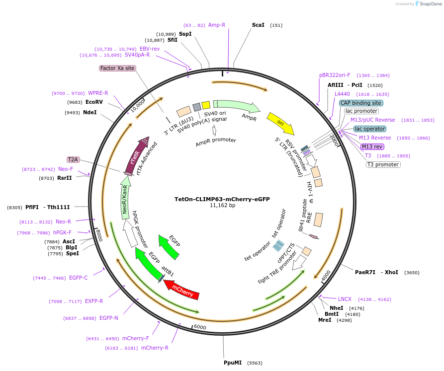 139871-plasmid-map-sequence-id-275651