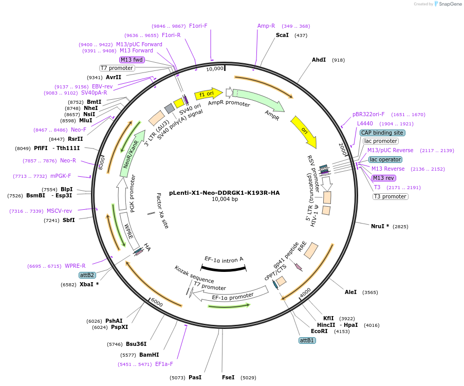139857-plasmid-map-sequence-id-275654