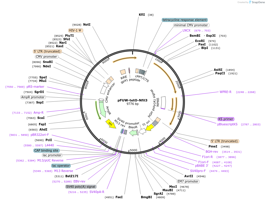 139815-plasmid-map-sequence-id-275661