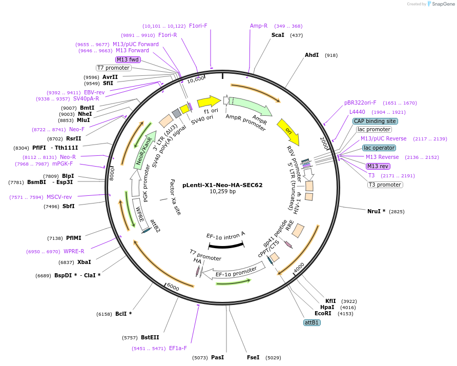 139865-plasmid-map-sequence-id-275669