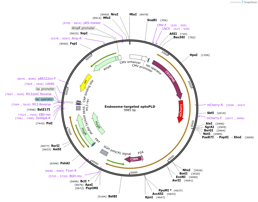 140056-plasmid-map-sequence-id-275685