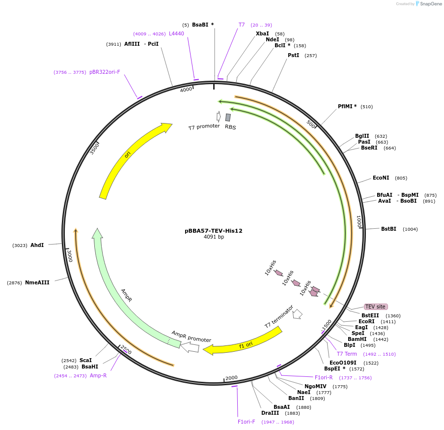 137033-plasmid-map-sequence-id-275688