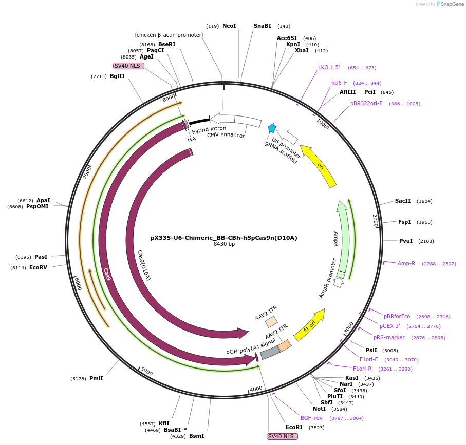 42335-plasmid-map-sequence-id-275689