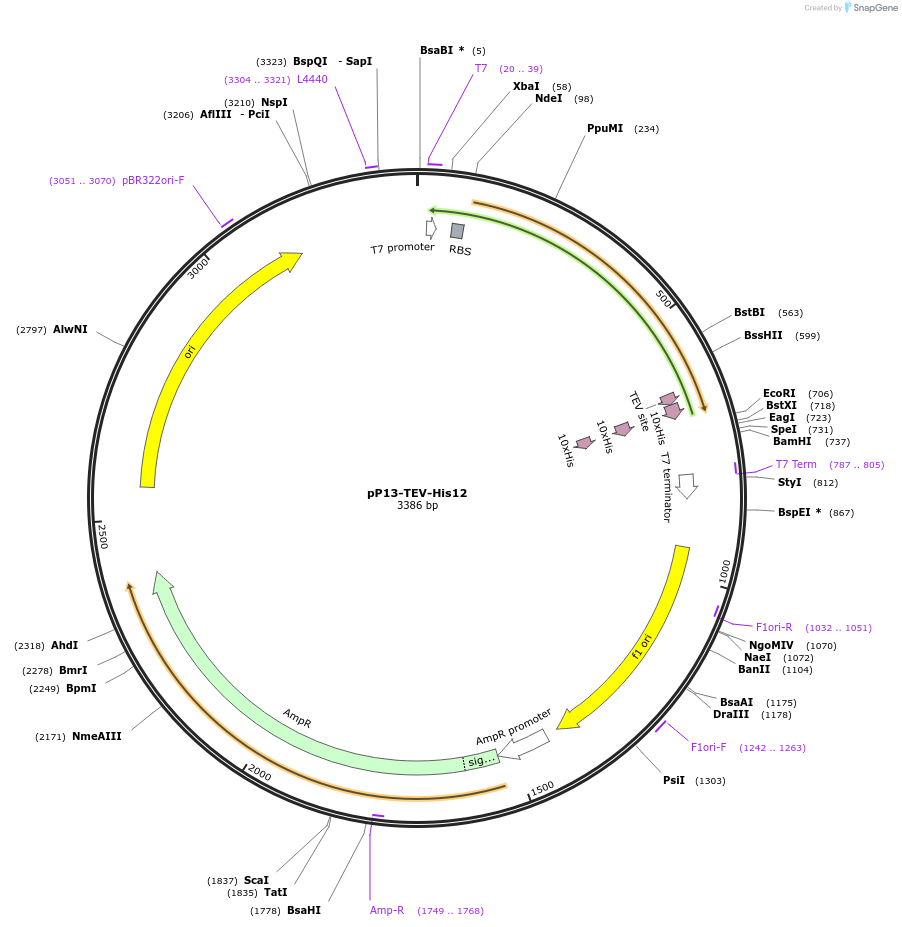 137035-plasmid-map-sequence-id-275690