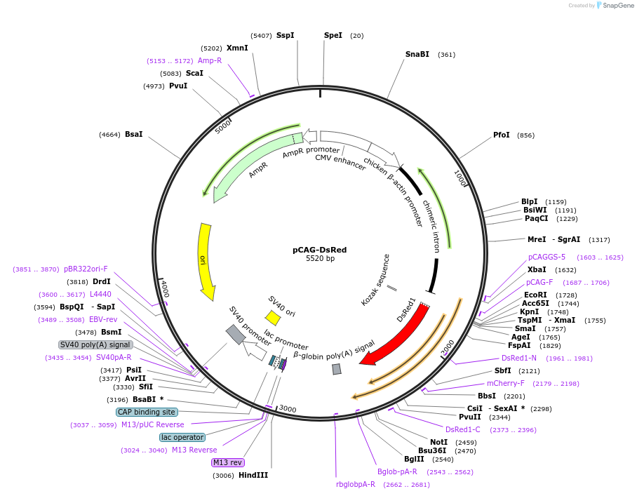 11151-plasmid-map-sequence-id-275691
